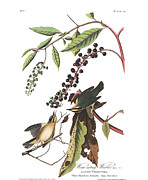 Plate 34 Worm eating Warbler Drawing by John James Audubon Plate 34 Worm eating Warbler Drawing by John James Audubon