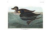 Plate 408 American Scoter Duck Painting by John James Audubon Plate 408 American Scoter Duck Painting by John James Audubon