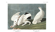 Plate 418 American Ptarmigan and White-tailed Grous Painting by John James Audubon Plate 418 American Ptarmigan and White-tailed Grous Painting by John James Audubon