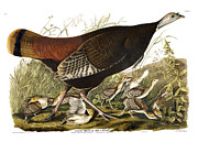 Plate 6 Great American Hen and Young Drawing by John James Audubon Plate 6 Great American Hen and Young Drawing by John James Audubon