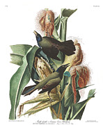 Plate 7 Purple Grakle, or Common Crow Blackbird Drawing by John James Audubon Plate 7 Purple Grakle, or Common Crow Blackbird Drawing by John James Audubon