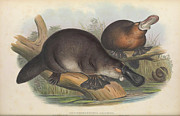 Platypus, Ornithorhynchus anatinus Drawing by John Gould Platypus, Ornithorhynchus anatinus Drawing by John Gould