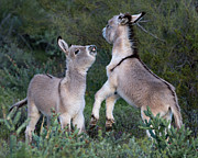 Play Time Photograph by Mary Hone