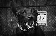 Play with your dog... Photograph by Matthew Adelman