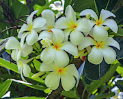 Plumeria or Frangipani DTHB0052 Photograph by Gerry Gantt Plumeria or Frangipani DTHB0052 Photograph by Gerry Gantt