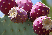 Plump Prickly Pear Fruit Photograph by Bonny Puckett
