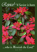 Poinsettia Christmas Photograph by Brian Tada