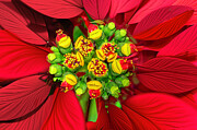 Poinsettia Closeup Digital Art by William Gunn