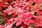 Poinsettias on Trial Photograph by Marilyn Cornwell