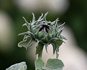 Pointy Parts Photograph by Linda Bonaccorsi