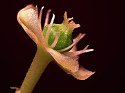 Poke Sallet Flower From Side Photograph by Daniel Reed Poke Sallet Flower From Side Photograph by Daniel Reed
