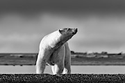 Polar Bear Photograph by Scott Slone