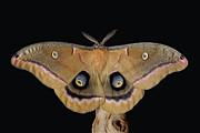 Polyphemus Moth male Digital Art by Jerry Dalrymple