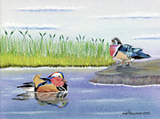 Pond Mates Drawing by Michael Freeman