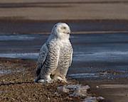 Pondering Photograph by James Overesch