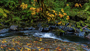 Pondering Spot Photograph by Bill Posner