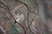 Poofy Kinglet Photograph by Linda Bonaccorsi