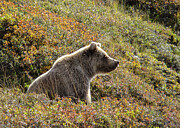 Pooh Bear Photograph by Dodie Ross Pooh Bear Photograph by Dodie Ross
