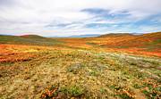 Poppies As Far As The Eye Can See Photograph by Gene Parks