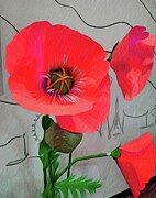 Red Poppies  Photograph by Cherry Vercher