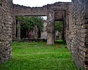 Poppies in Pompeii Photograph by Leslie Brashear