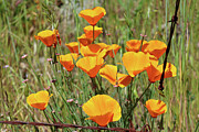 Poppies in the Field Photograph by Curt Brashear
