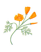 Poppy Flower Isolated on White by Jen Montgomery Painting by Jen Montgomery