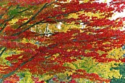 Port Gamble Fall Colors Photograph by David Desautel
