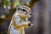 Portrait of a Cape ground squirrel or South African ground squirrel Photograph by Miroslav Liska