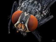 Portrait Of A Fly Photograph by Endre Balogh Portrait Of A Fly Photograph by Endre Balogh