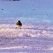 Portrait of a Junco Photograph by Mike Smale Portrait of a Junco Photograph by Mike Smale