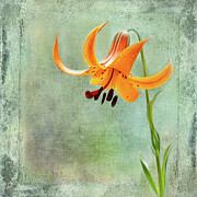 Portrait of a Lily Photograph by Marilyn Cornwell