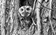 Portrait of a Screech Owl Photograph by Puttaswamy Ravishankar Portrait of a Screech Owl Photograph by Puttaswamy Ravishankar