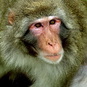 Portrait of a Snow Monkey Photograph by Sarah Lilja Portrait of a Snow Monkey Photograph by Sarah Lilja