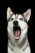 Portrait of Amazement Siberian Husky Photograph by Sergei Taran