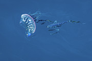 Portuguese Man O War and Fish Photograph by Bradford Martin Portuguese Man O War and Fish Photograph by Bradford Martin
