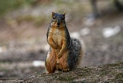 You talkin' to me? Photograph by Evan Foster