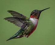 Posing Photograph by Brian Shoemaker