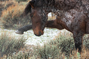 Posturing for a Fight Photograph by Mary Hone