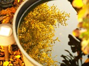 Pot of Gold Photograph by Richard Thomas