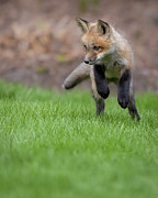 Pounce Photograph by Rudy Viereckl