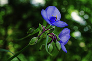 Prairie Spiderwort at desert preserve near Spring Green WI Photograph by Peter Herman