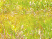 Prairie Wind Textures 10 Photograph by Leland D Howard
