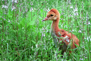 Precious Photograph by Mary Lou Chmura