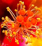 Precious  Stamens Photograph by Viva Anderson