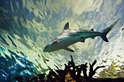 Predator of the Sea Photograph by Jill Love