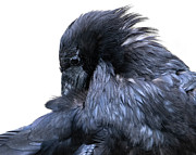 Preening Photograph by Mary Hone
