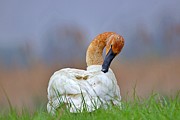 Preening Swan Photograph by Yvonne M Smith