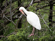 Preening White Ibis Photograph by Kristia Adams