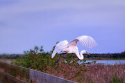 Presence Of Grace Photograph by Mary Lou Chmura